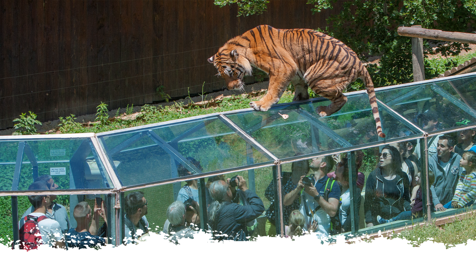 Safari de Peaugres et lodges_Eclassan