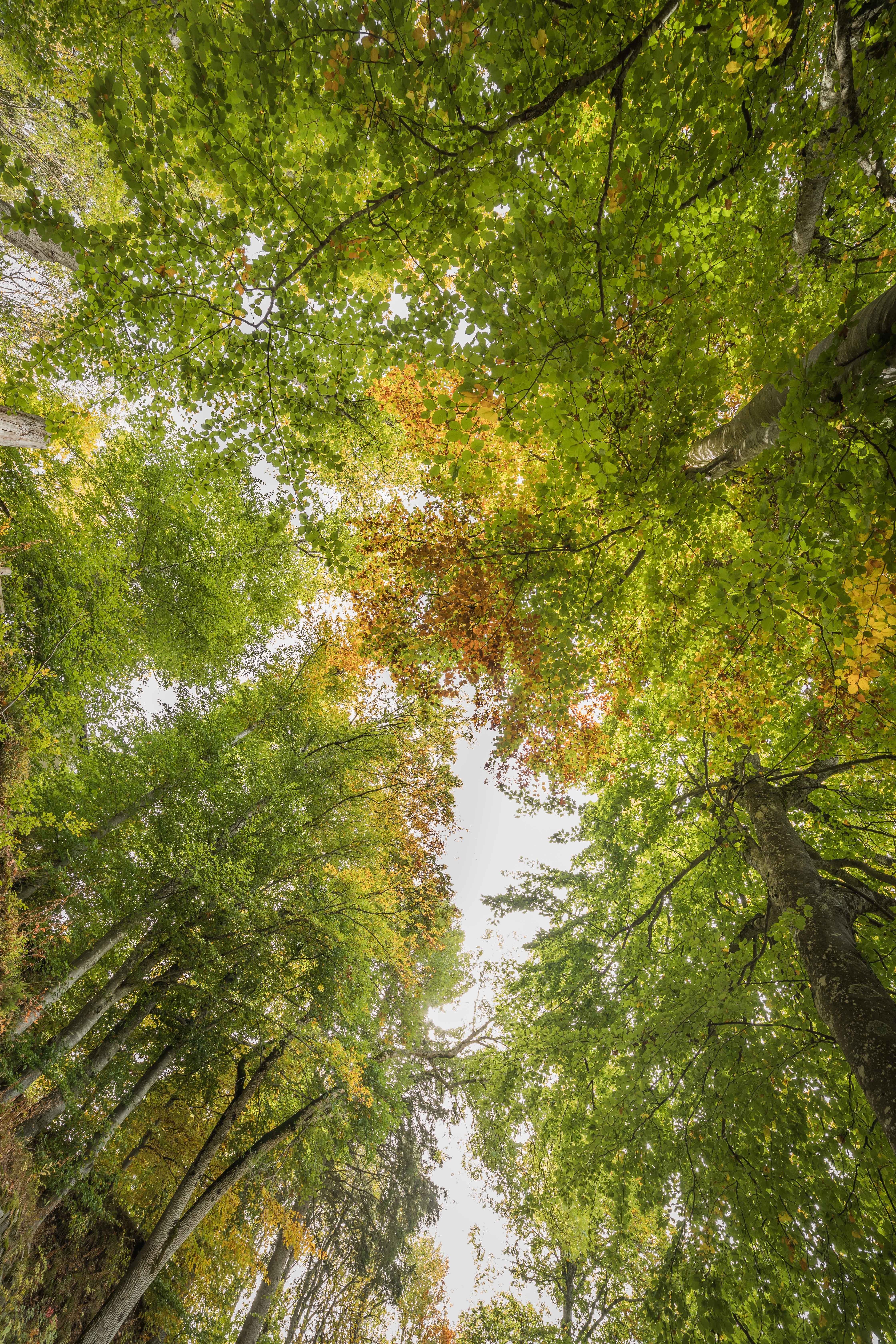 Bains de forêt