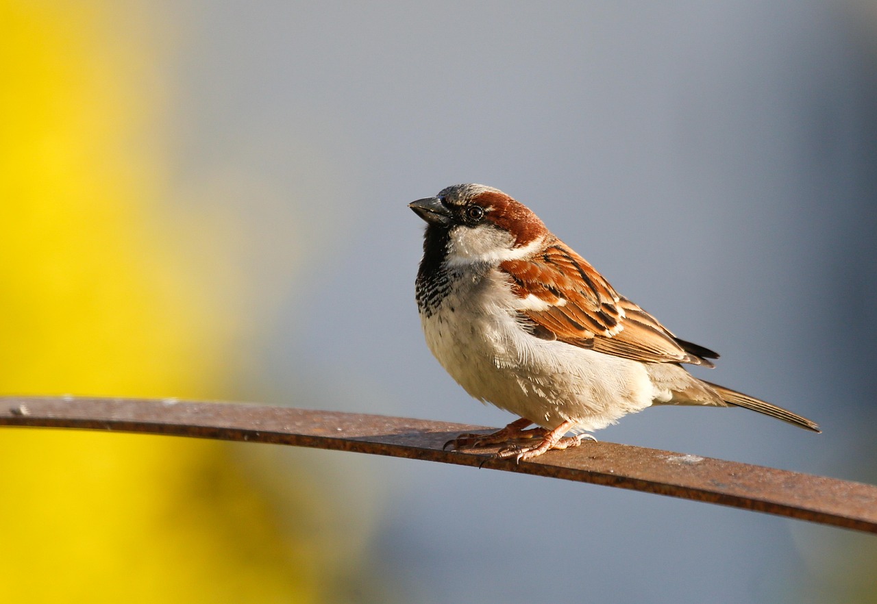 sparrow-6300790_1280