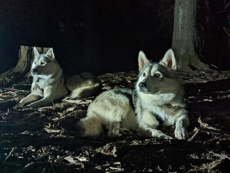 - © Travel Dog cani nocturne - © Travel Dog