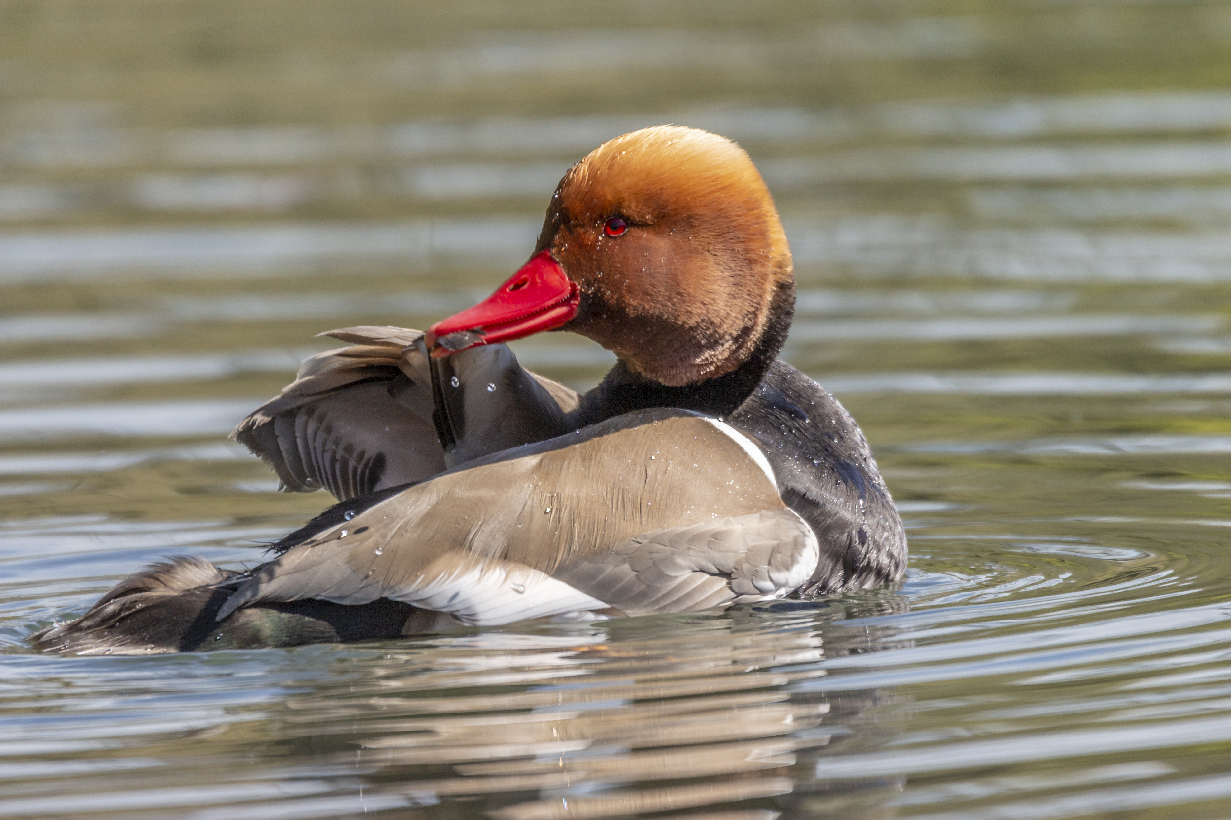 Nette rousse