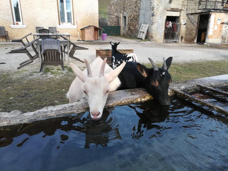 Ferme pédagogique - Les poneys de la Durme