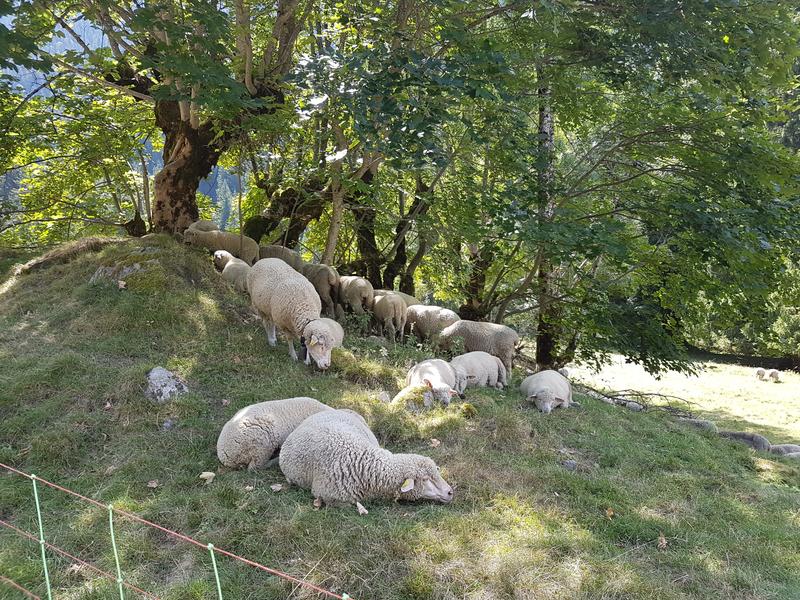 Alpages et pastoralisme