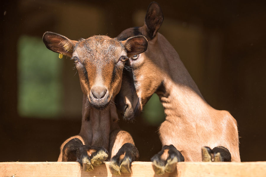 Le Clos aux chèvres