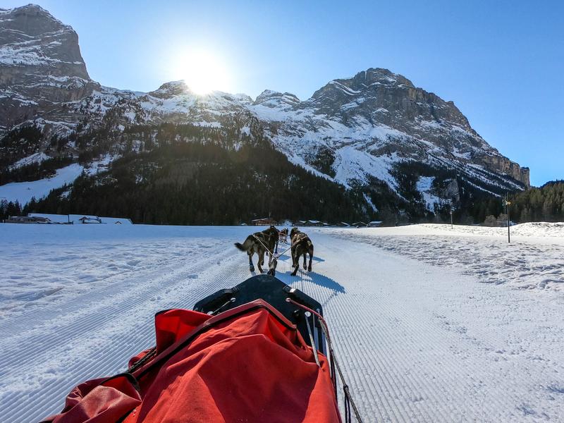 Chiens de traîneau - Baptême