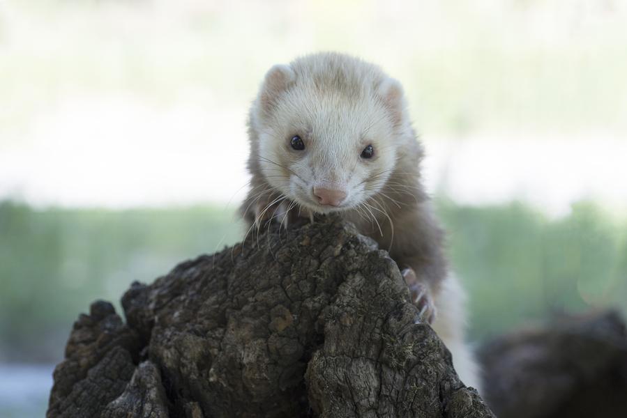 Les furets au Parc animalier de Lussas