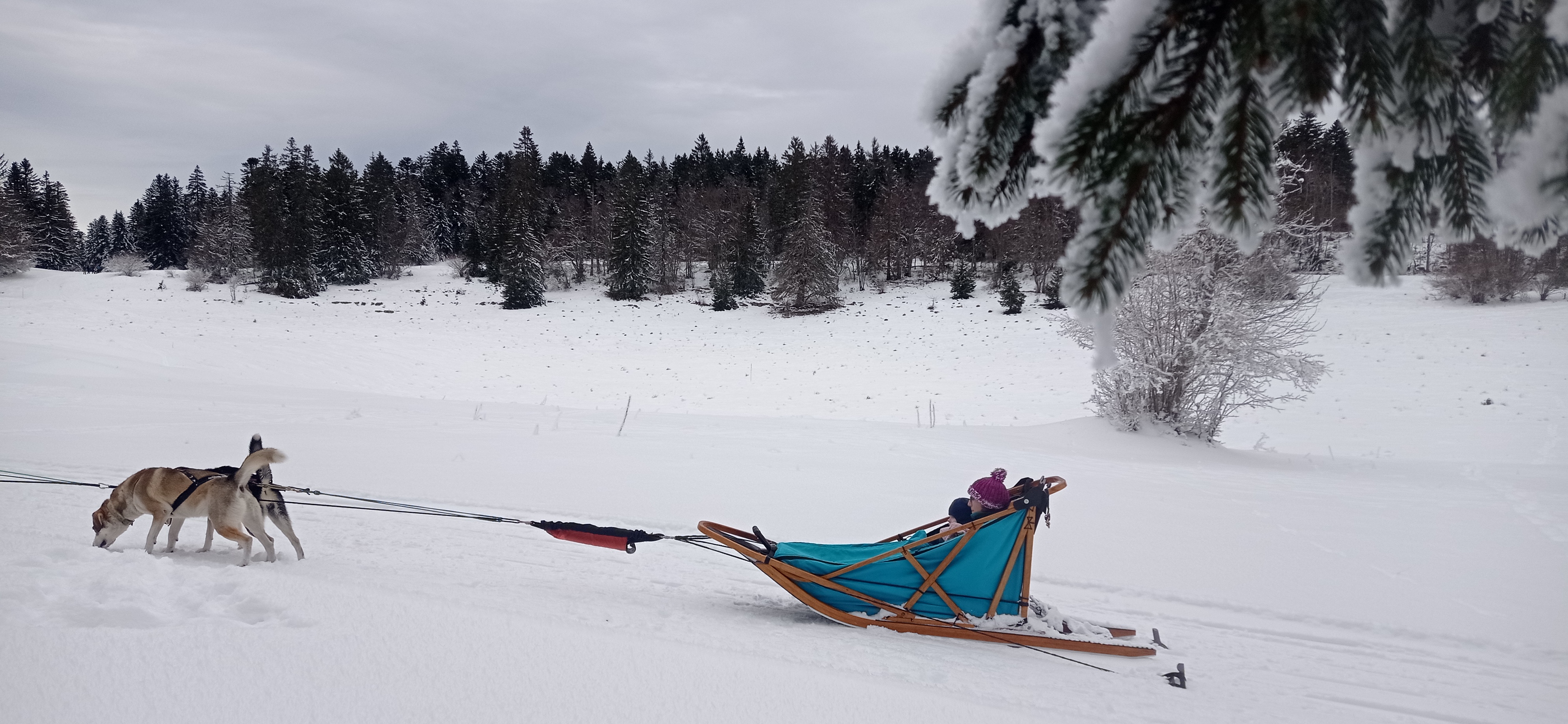 Bapt�me en tra�neau � chiens avec Symbiose chien polaire