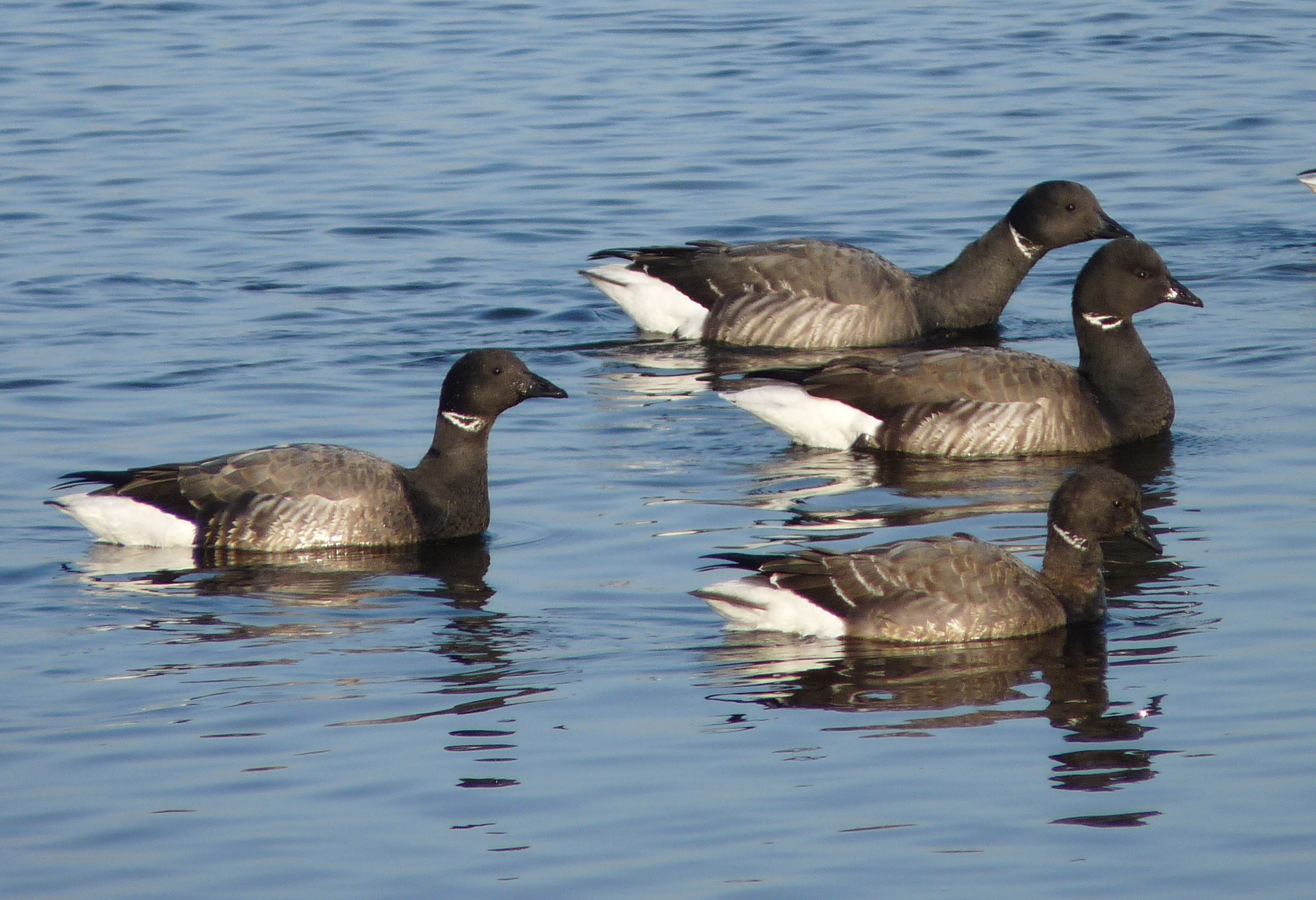 Defid'oiseaux - Marais d'Ars