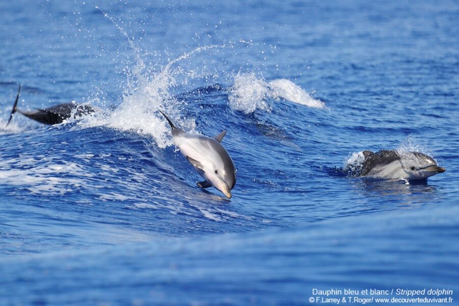 Baleines - dauphins Sanary Var