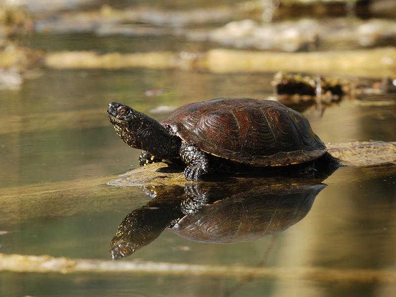 D’un trésor à l’autre : randonnée nature autour des étangs de Courtenay_Courtenay