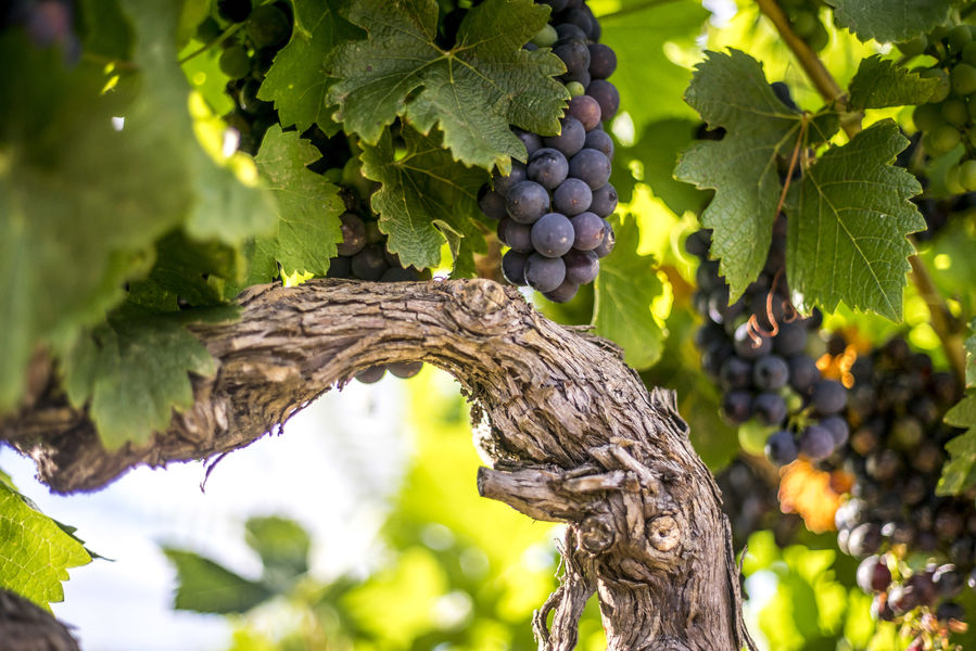 Un vin bio dans le respect du cadre unique de la vallée de l'Ibie