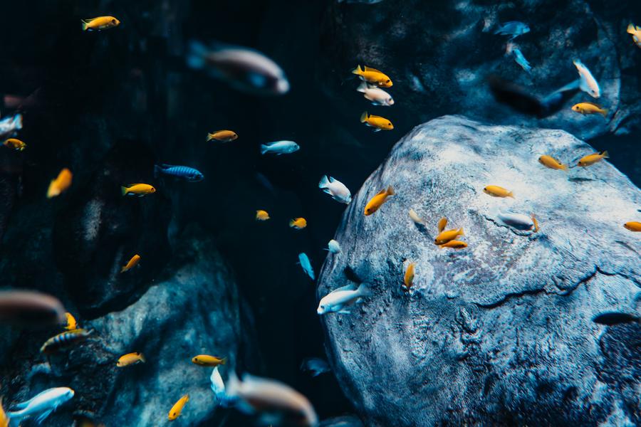 Aquarium de Lyon_La Mulatière