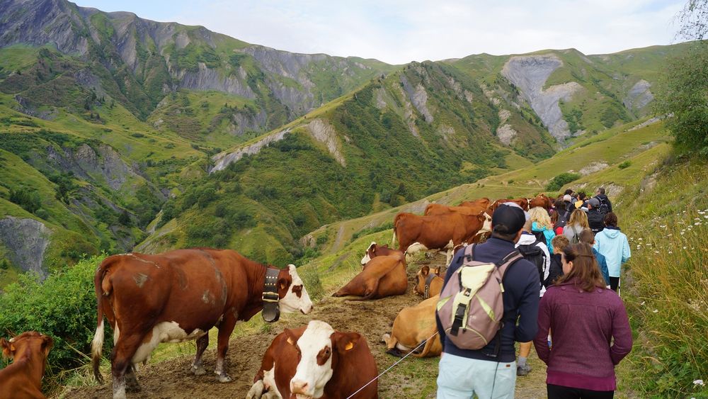 Sortie chamois avec Bureau Montagne