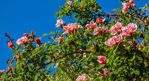 Le Jardin des Roses
