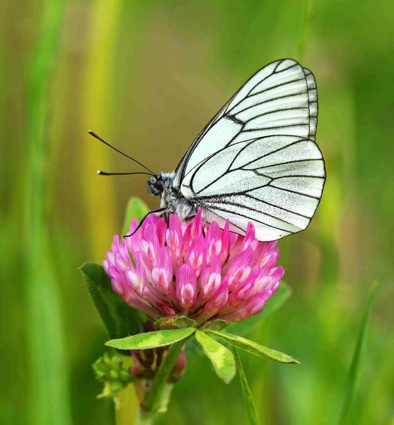 ©RNR gorges de Daluis - Aurélien Audevard