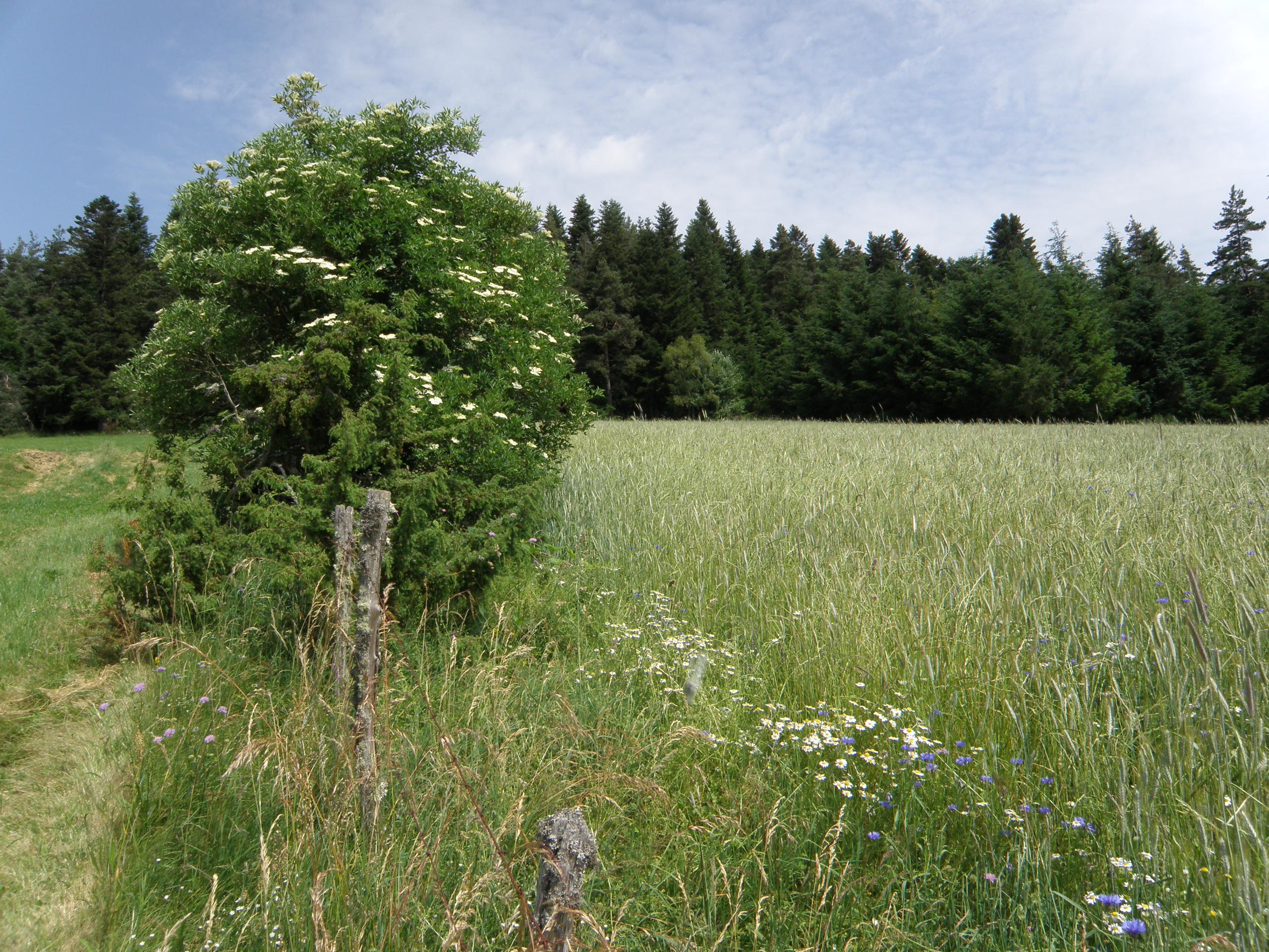 Entre Dore et Dolore, fabriquer son herbier