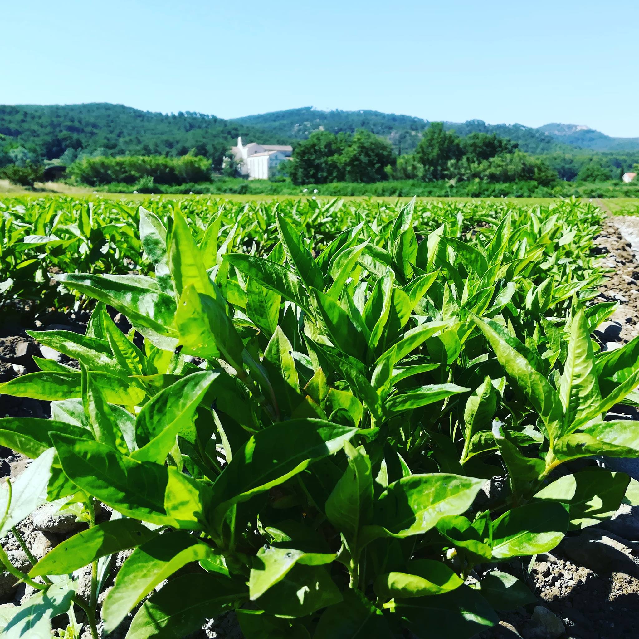 Le Champs des Couleurs