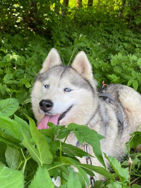 Les Ateliers du Parc Nordique