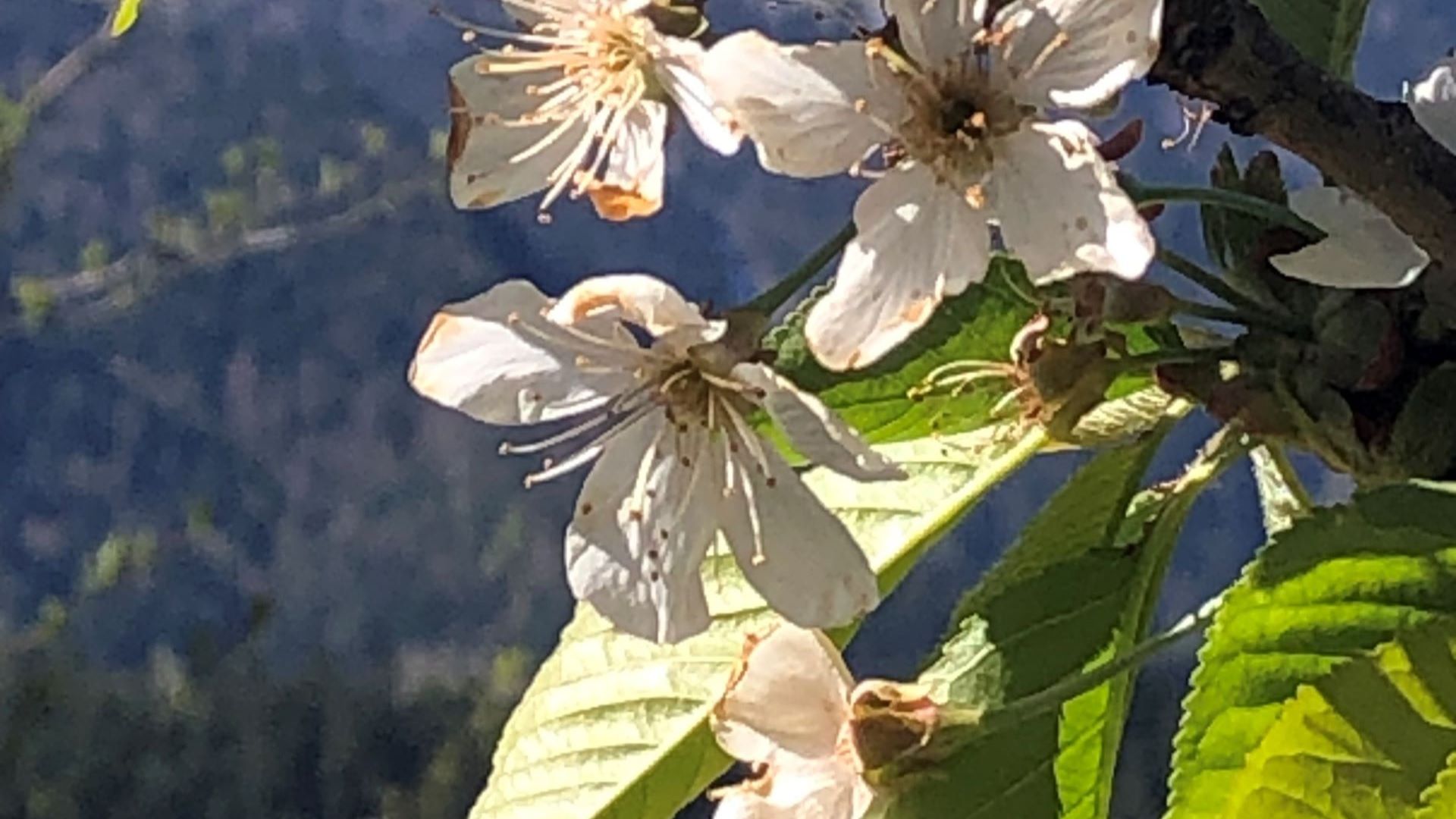Fleur de rosiers
