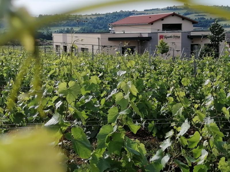 Aire de stationnement pour camping-car Domaine des Pampres d'Or_Saint-Germain-Nuelles