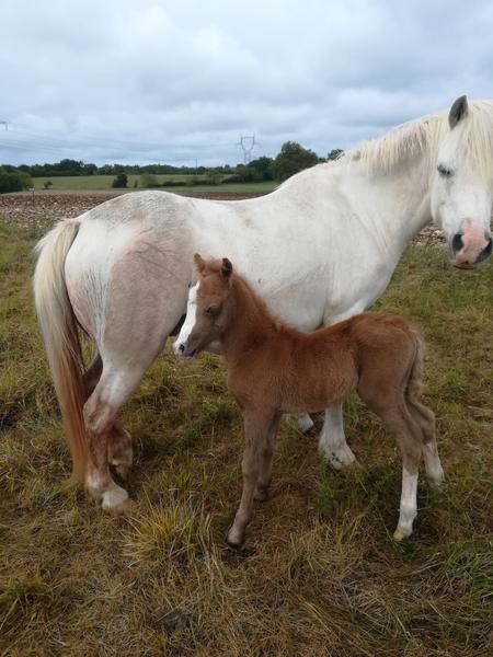 Ferme pédagogique - Les poneys de la Durme