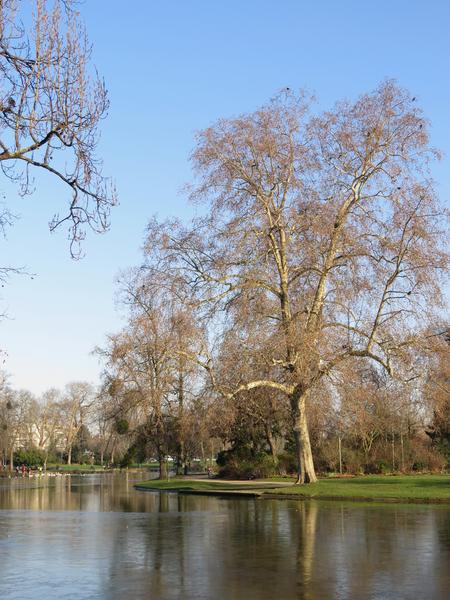 Lac Daumesnil en hiver 