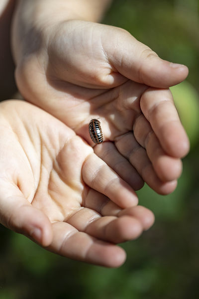 Activité montagne P'tites bêtes