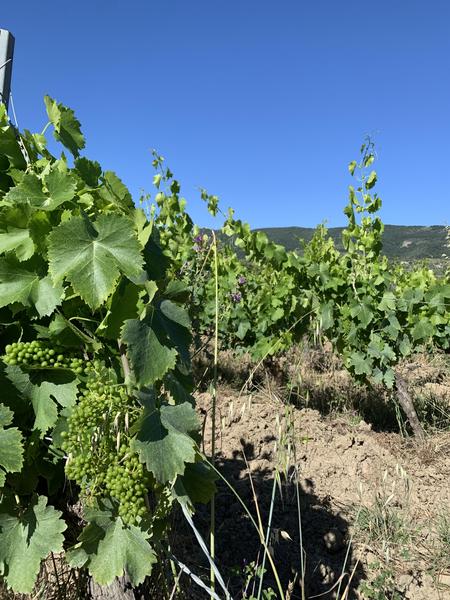 Balade Gourmande et Vignoble