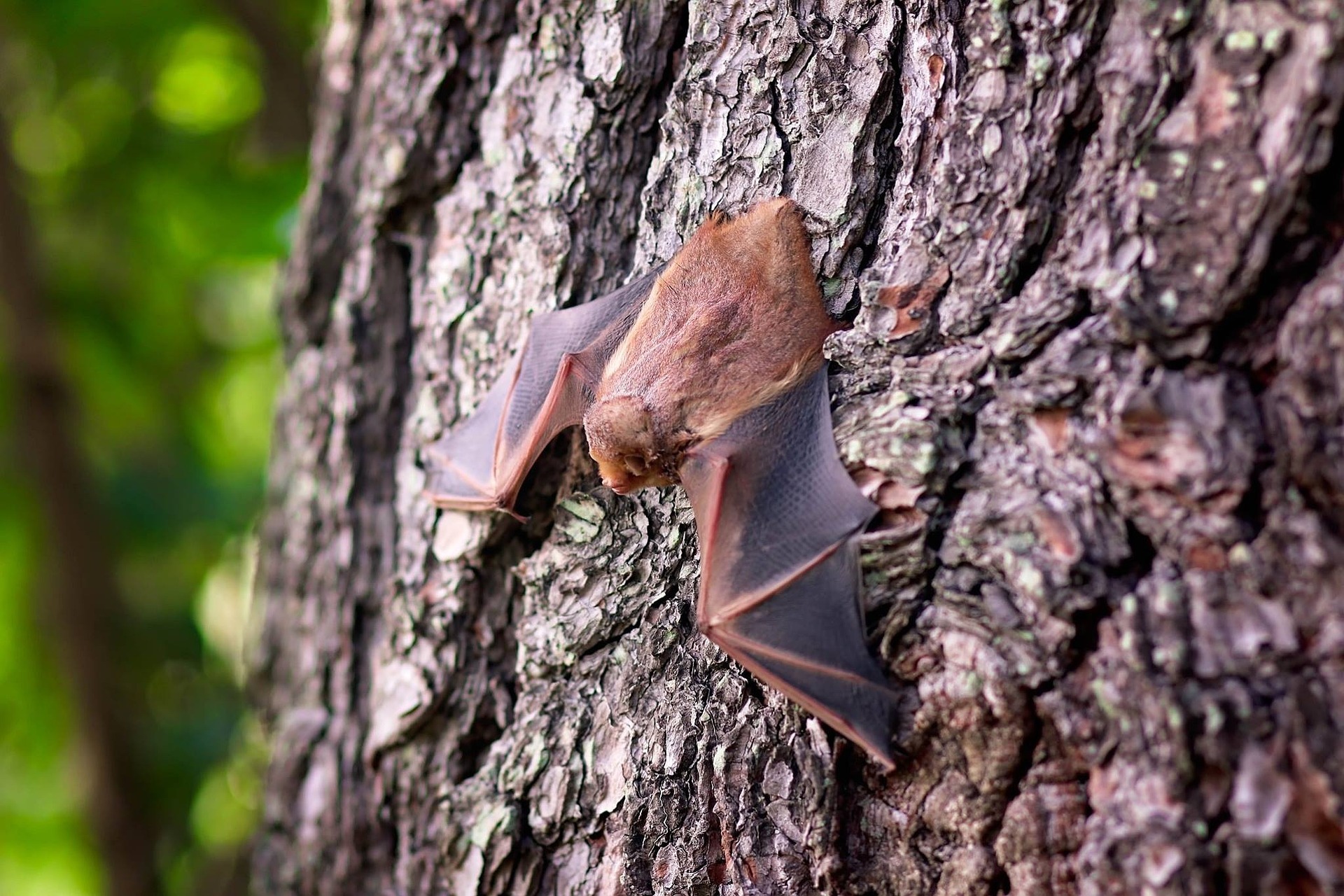 La nuit de la chauve-souris à Vieille-Brioude