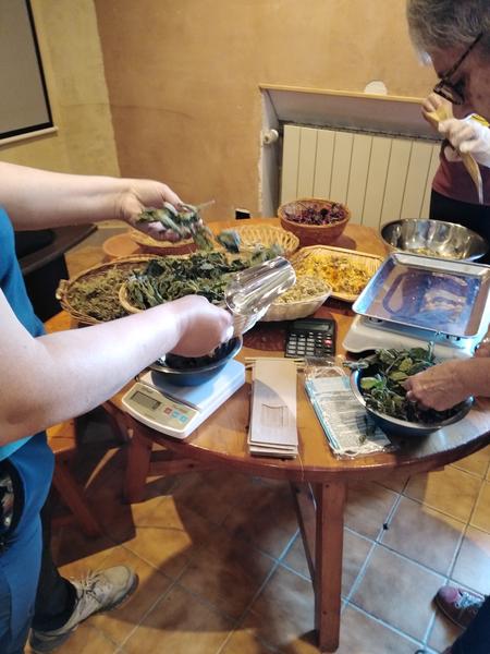 Balade botanique et atelier avec La magie des plantes_Tournon-sur-Rhône