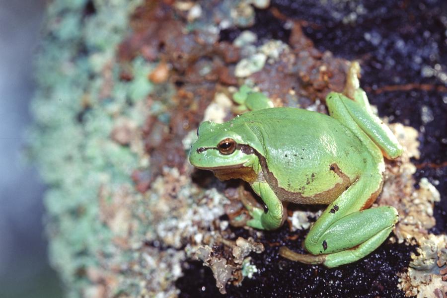 D’un trésor à l’autre : randonnée nature autour des étangs de Courtenay_Courtenay