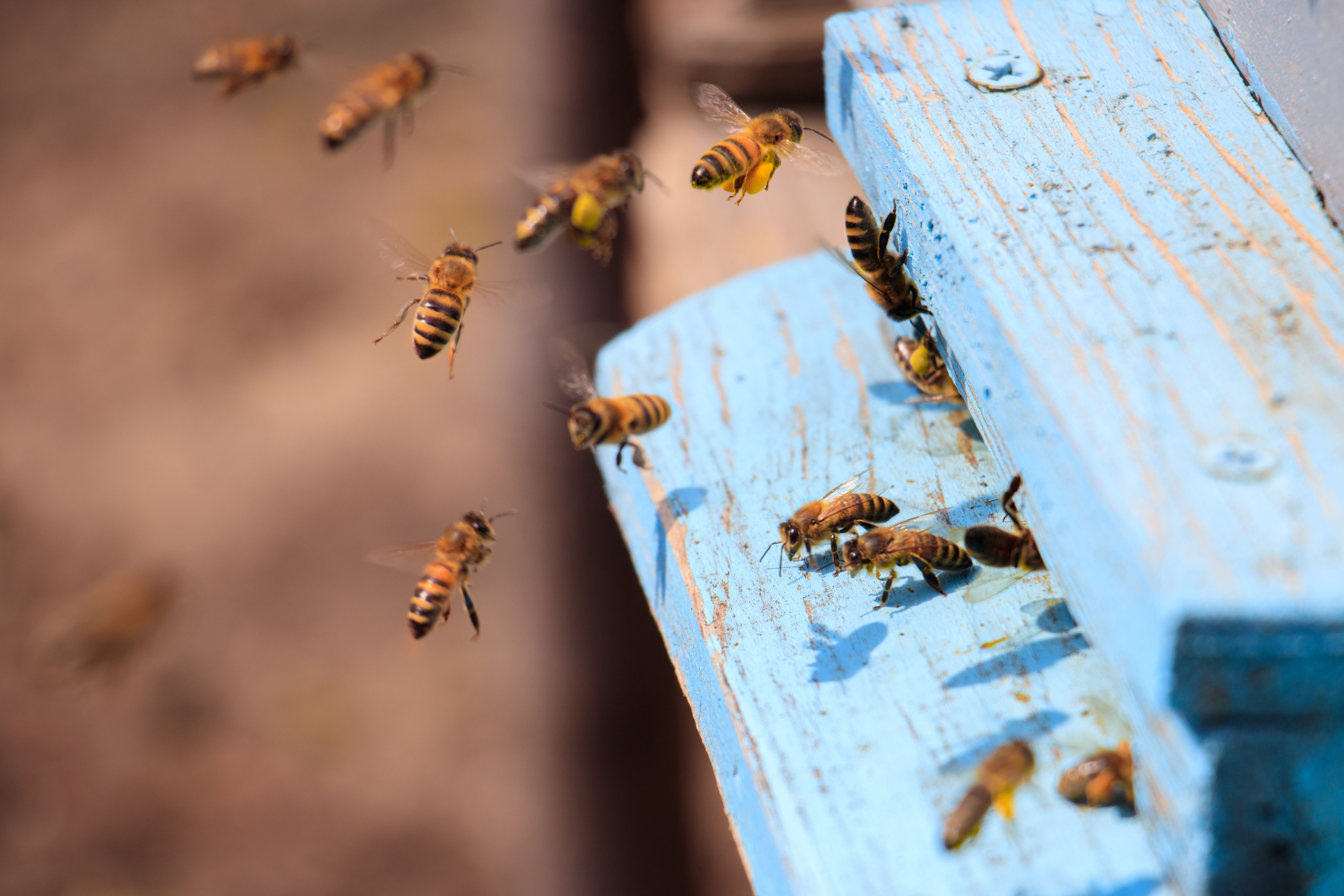 Atelier créatif et exploration du monde de l'apiculture par L'Abeille de Ré