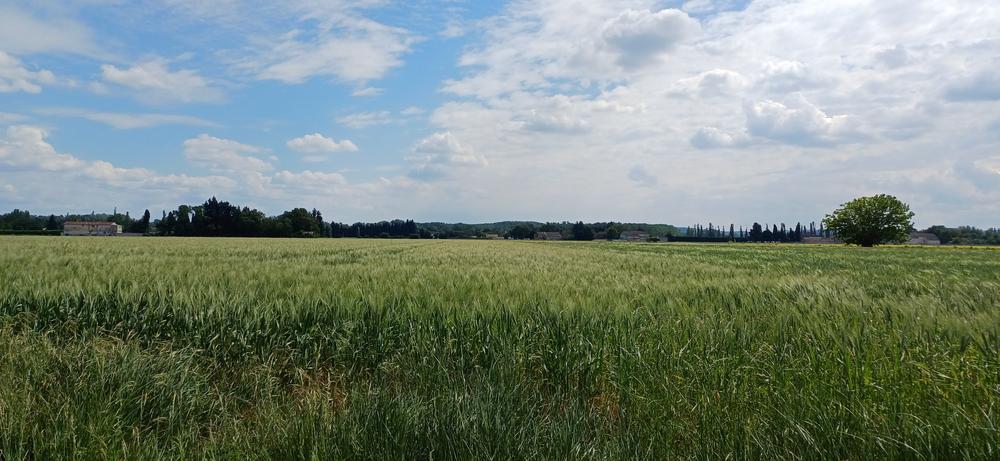 7 -  D'Orange à Caderousse_Orange