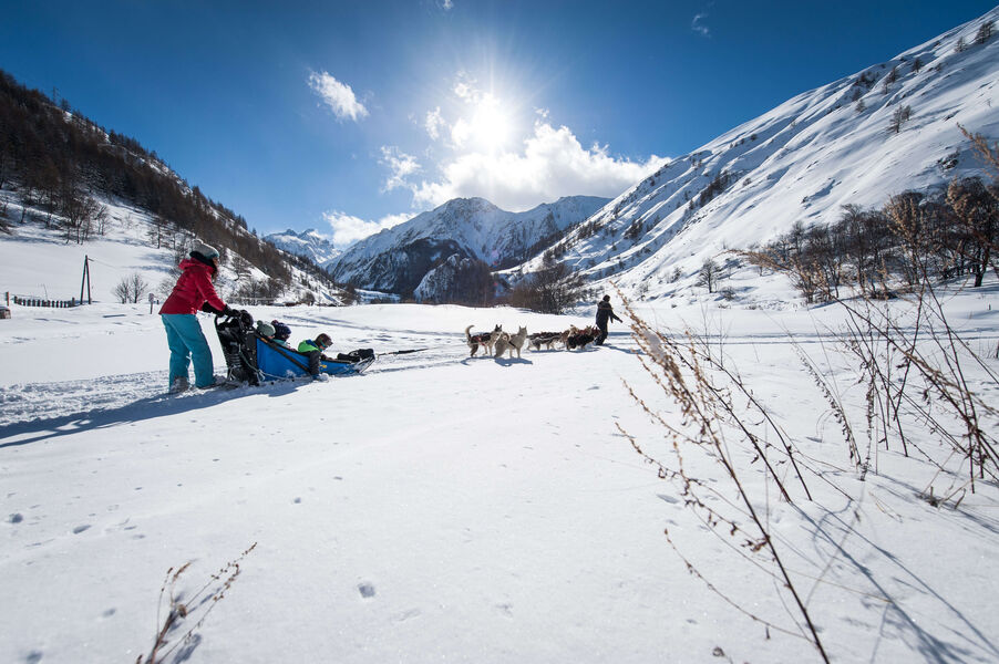 Chien de traineaux à Valloire vue sur le grand Galibier