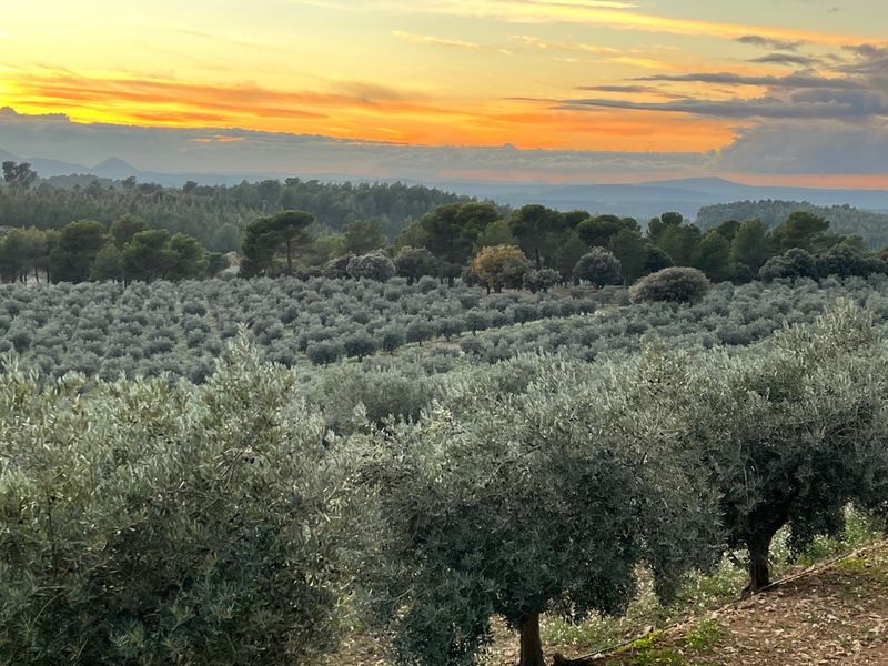 Oliveraie de Taurenne