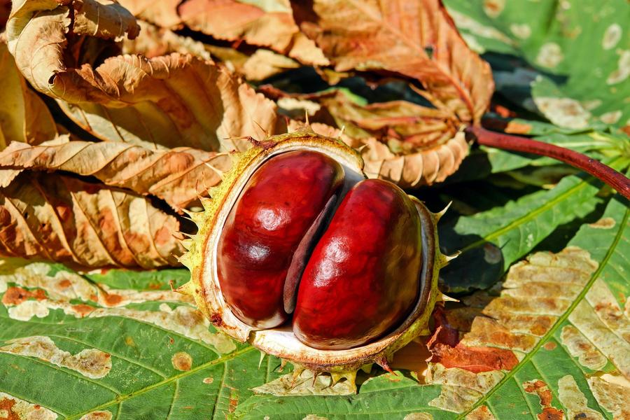 Journée d’automne aux grands Murcins_Arcon