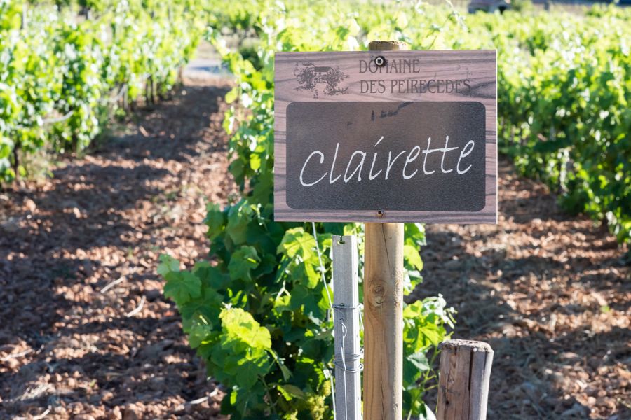 Initiation au cycle de la vigne pour les enfants et initiation à la dégustation pour les adultes au Domaine de Peirecèdes