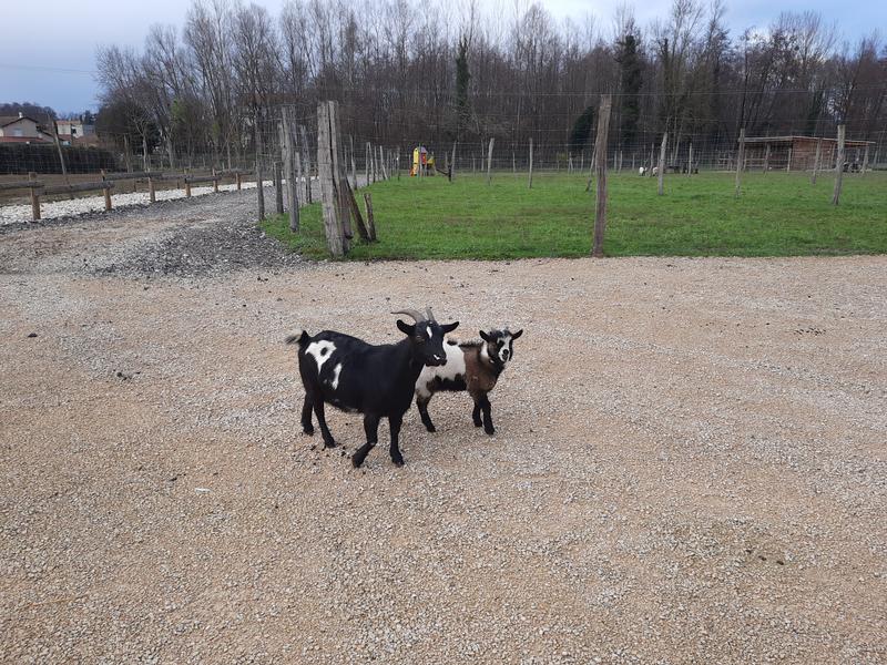 Visite de la ferme pédagogique et élevage d'autruches du Père Louis - Vézeronce-Curtin - Balcons du Dauphiné - Nord-Isère - à  moins d'une heure de Lyon