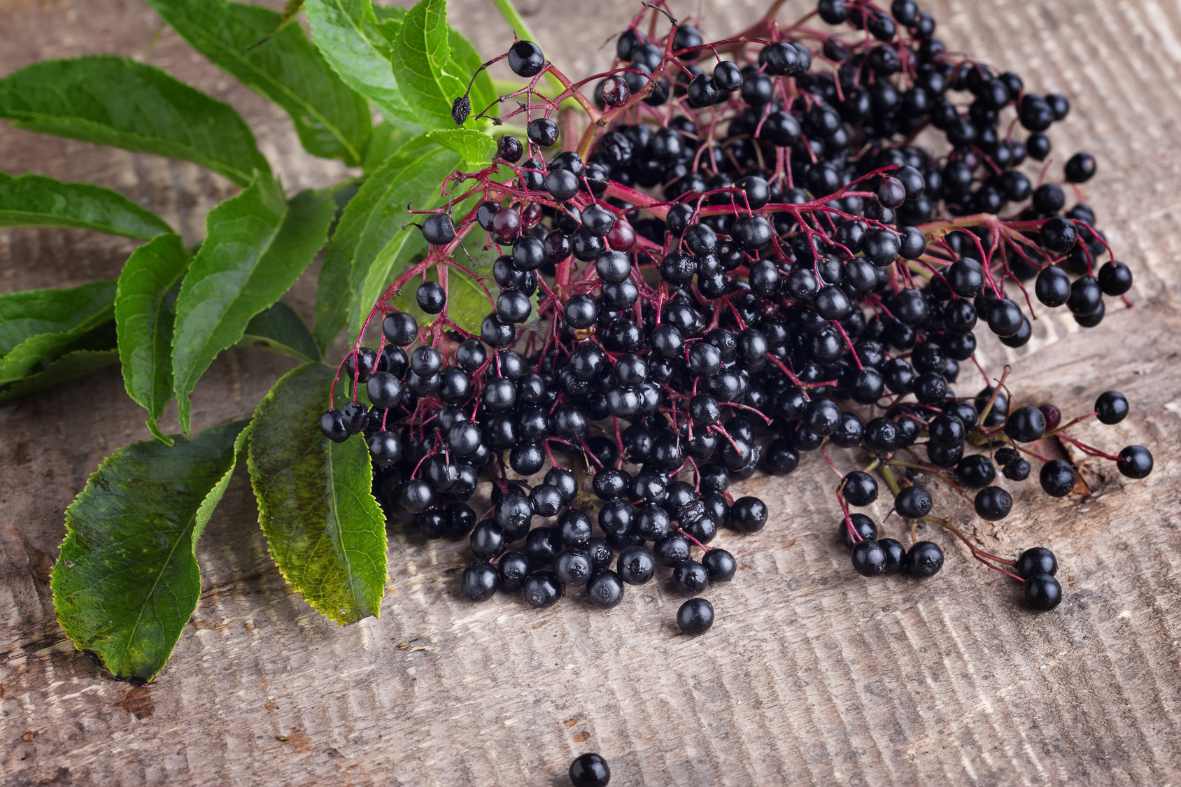 Sortie LSF - Plantes sauvages comestibles