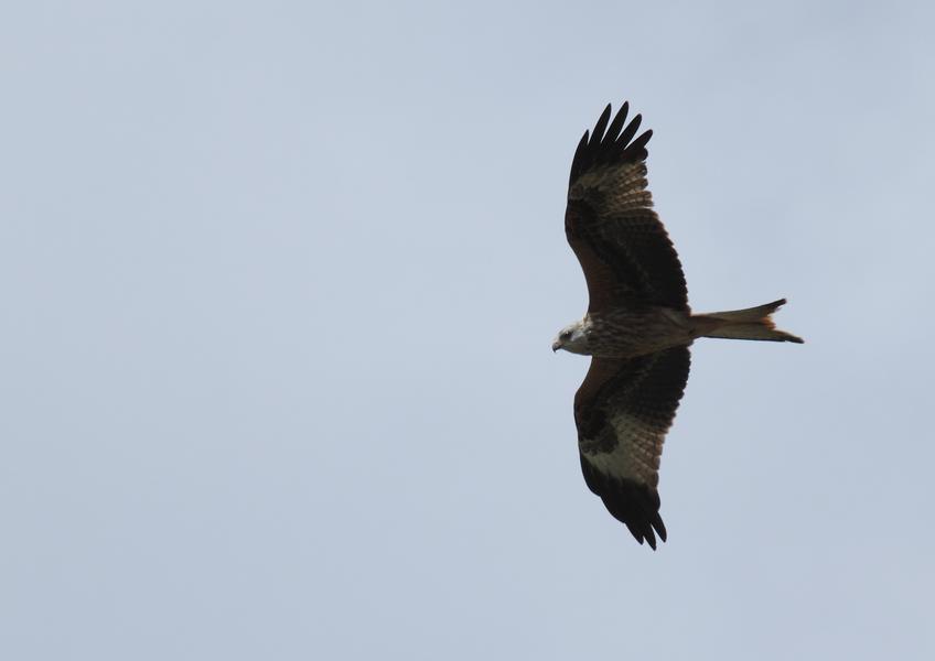 Animation nature sur les ENS : grands voltigeurs, partez découvrir les oiseaux des falaises_Hières-sur-Amby
