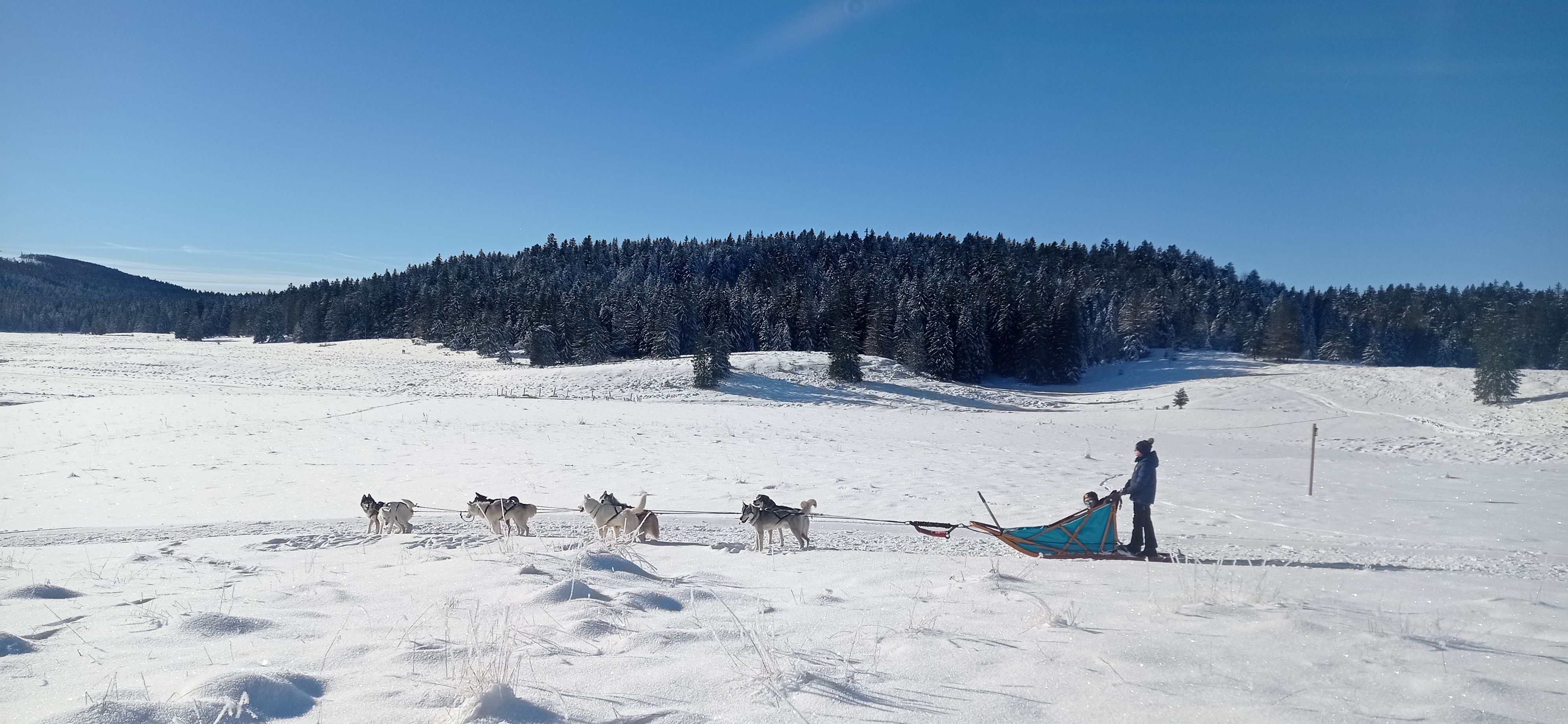 Bapt�me en tra�neau � chiens avec Symbiose chien polaire