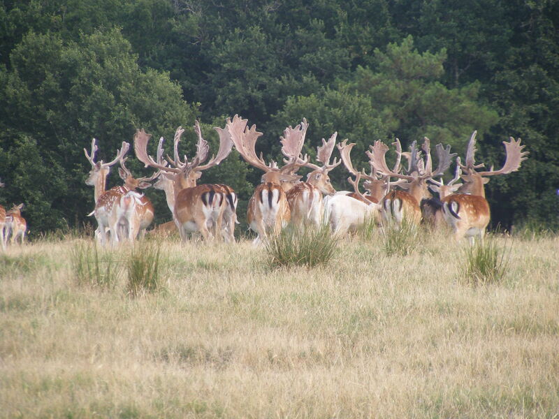 Safari Parc De Haute Saintonge Guizengeard 16480 Loisirs En Famille Infiniment Charentes