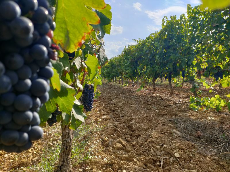 Parcours dans les vignes