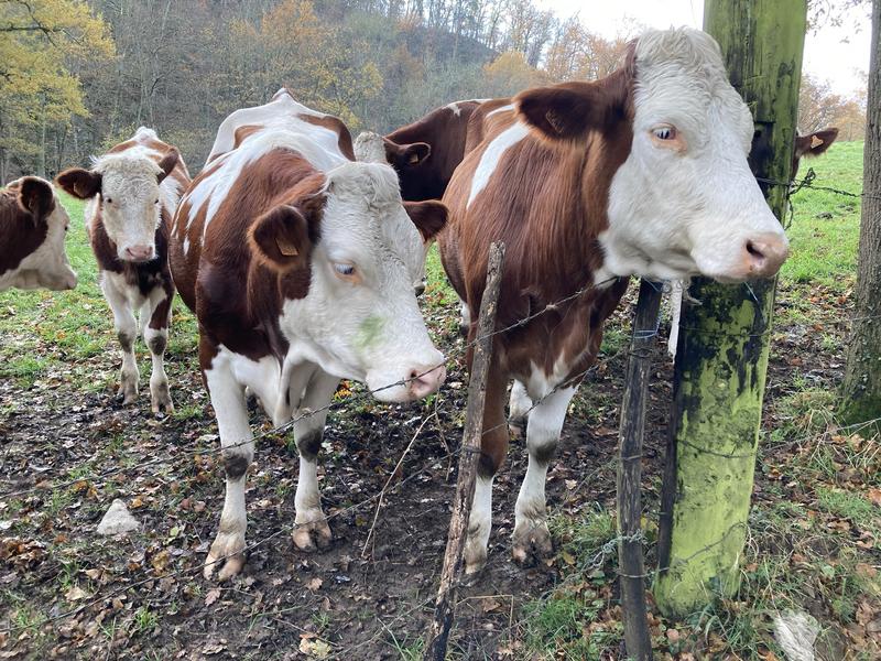 Sentier des moulins_Saint-Médard-en-Forez