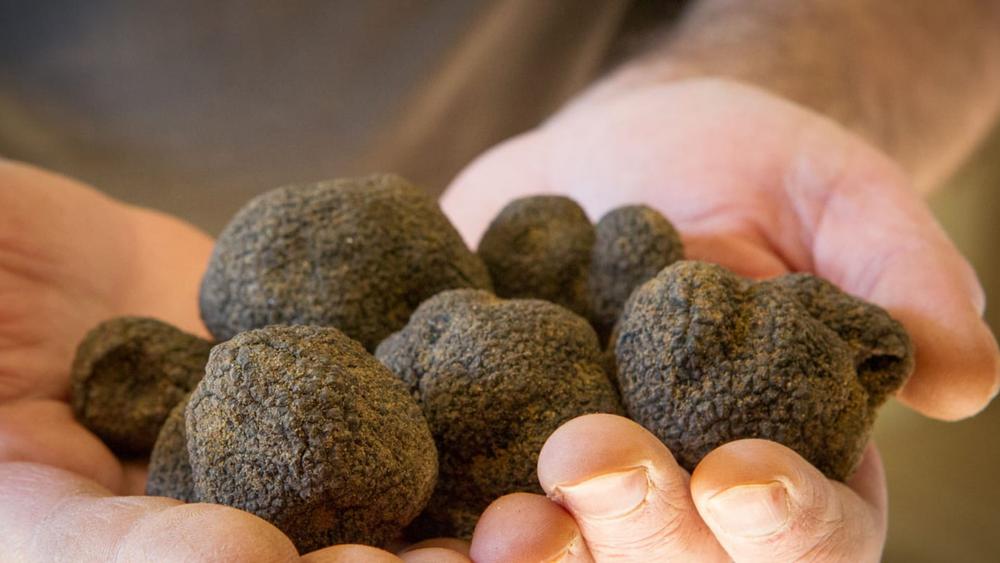 Fête de la Truffe - Gastronomie & Artisanat