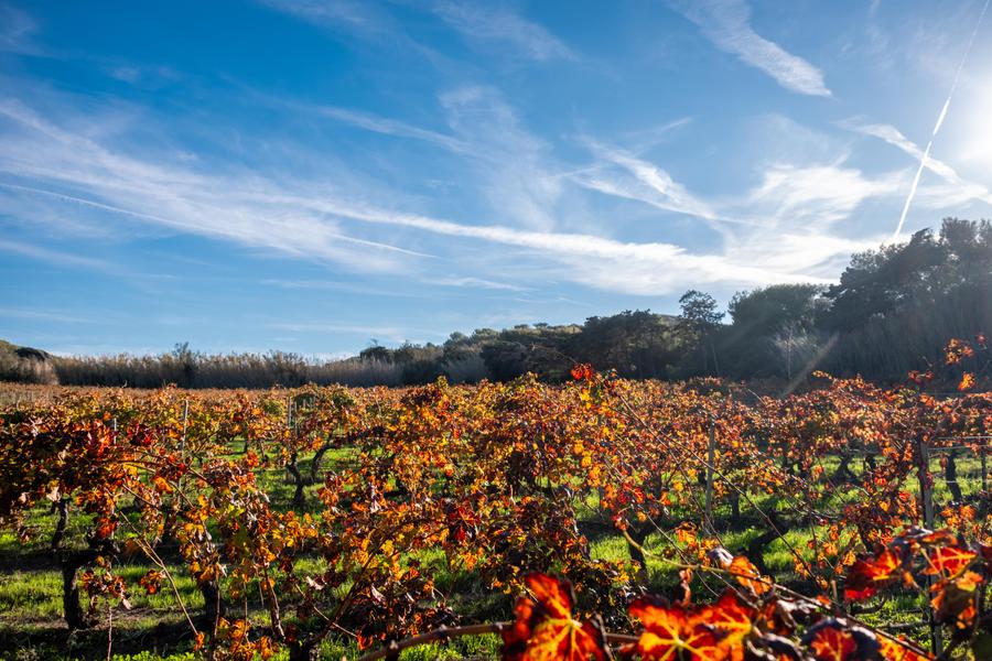 Domaine Ile des Embiez