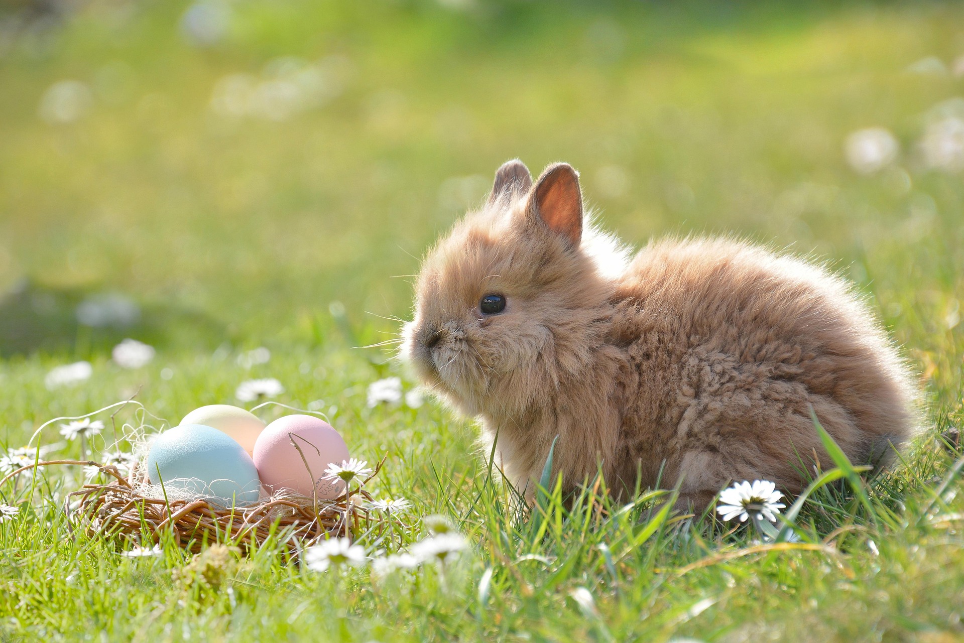 In the footsteps of the Easter Bunny