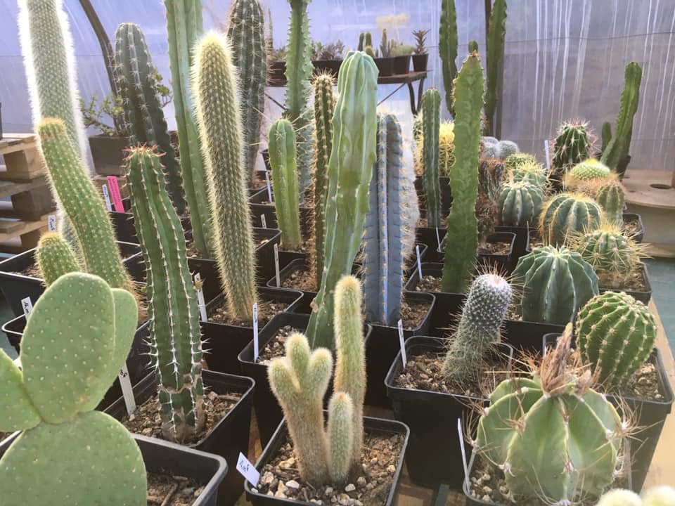 Producteur de cactées  "Aux Jardins de la Roumiguière"