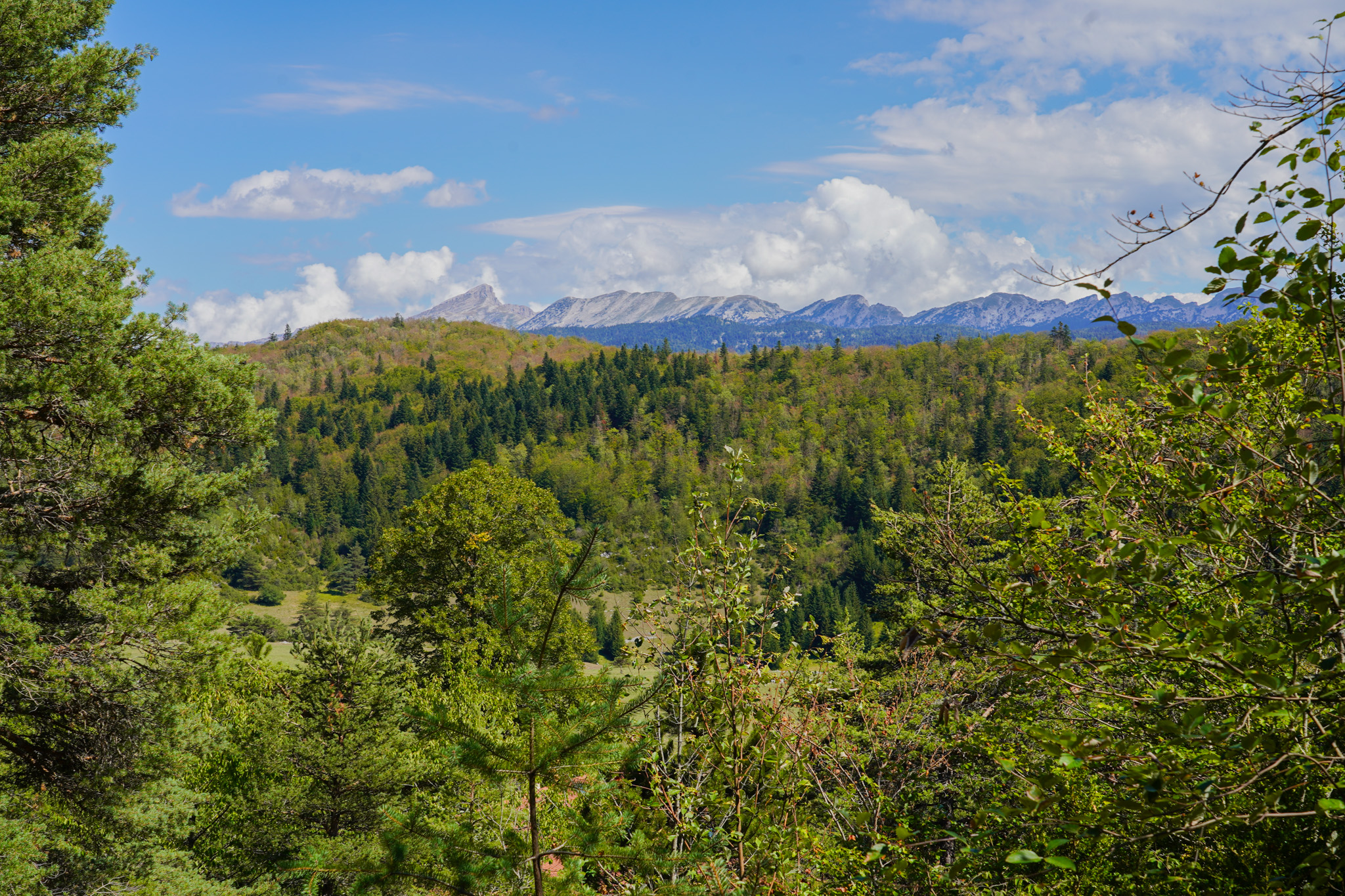 Vue sur la forêt et les montagnes du Vercors
