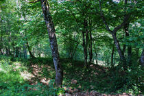 forêt château des allymes